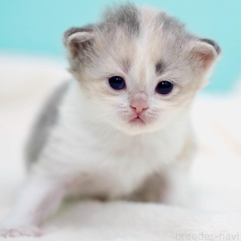 販売中の東京都のサイベリアン-137260の5枚目