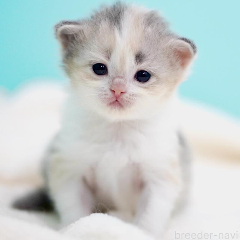 販売中の東京都のサイベリアン-137260の3枚目