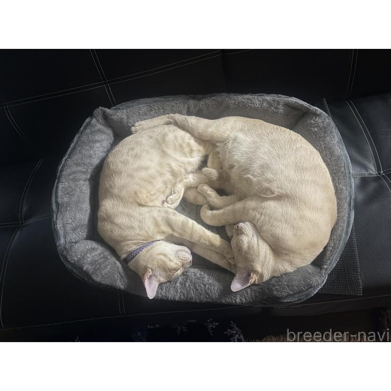 販売中の京都府のオーストラリアンミスト-132982の6枚目