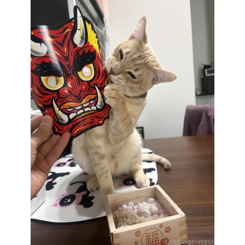 販売中の京都府のオーストラリアンミスト-132982の5枚目