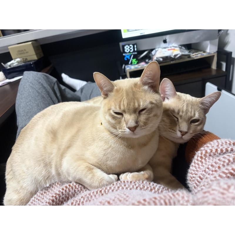 販売中の京都府のオーストラリアンミスト-132982の4枚目