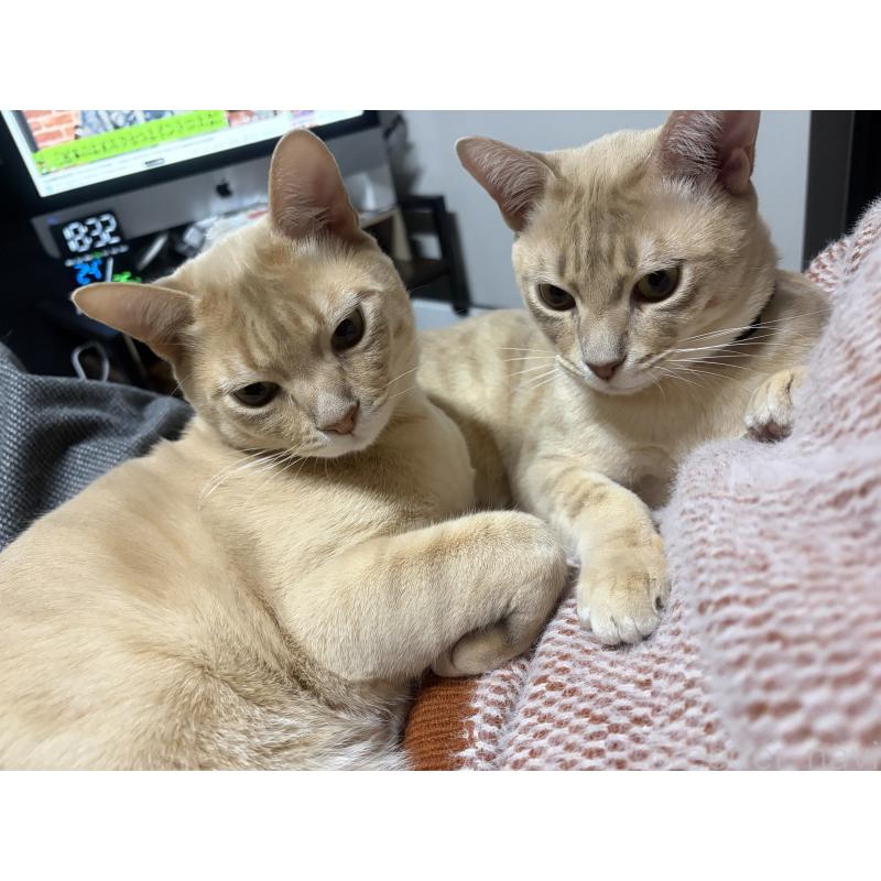 販売中の京都府のオーストラリアンミスト-132982の3枚目