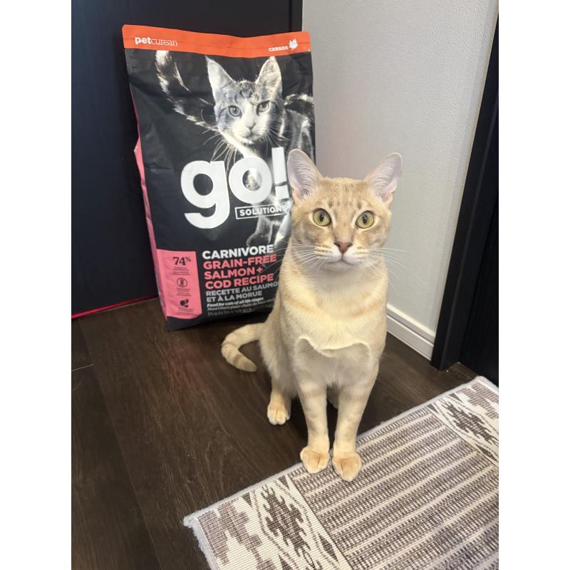 販売中の京都府のオーストラリアンミスト-132982の2枚目