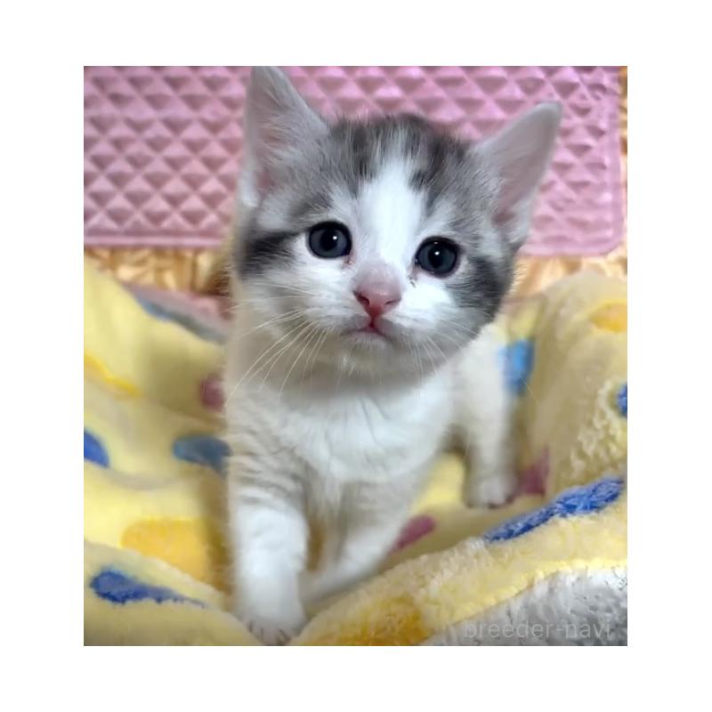 販売中の大阪府のスコティッシュストレート-135815の7枚目