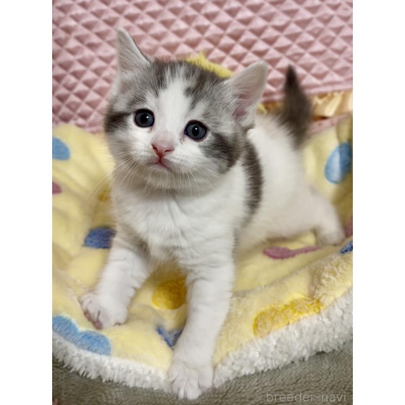 販売中の大阪府のスコティッシュストレート-135815の6枚目