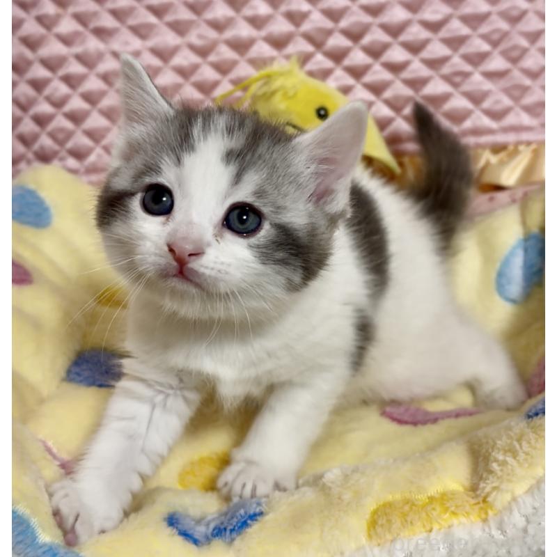 販売中の大阪府のスコティッシュストレート-135815の5枚目