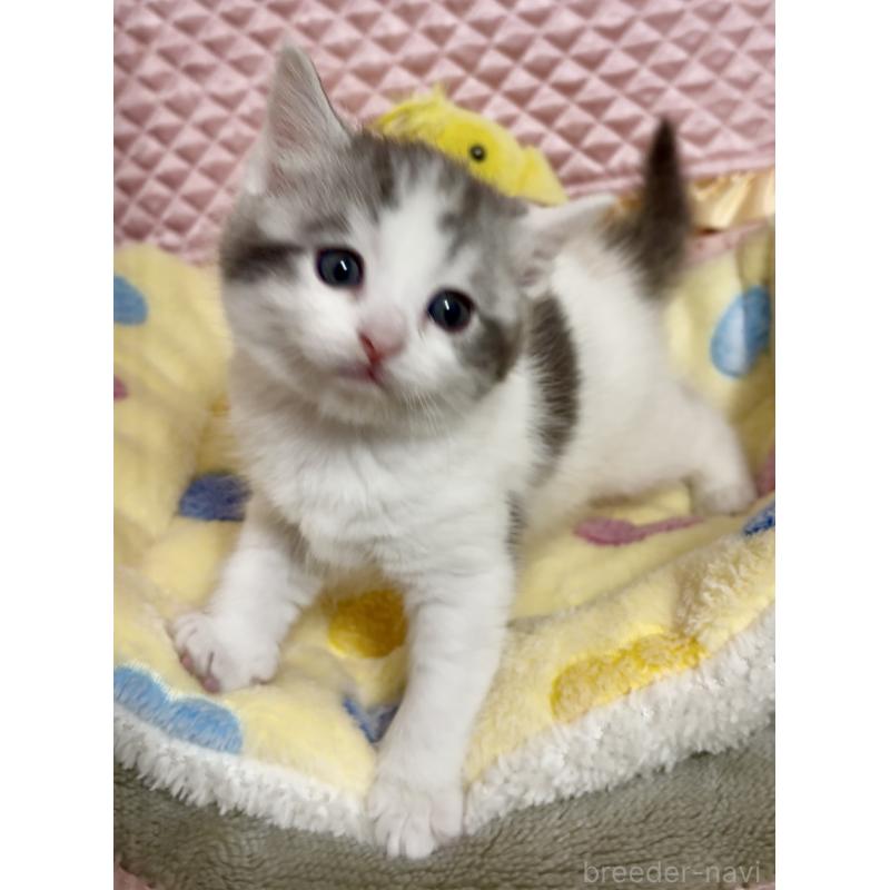 販売中の大阪府のスコティッシュストレート-135815の4枚目