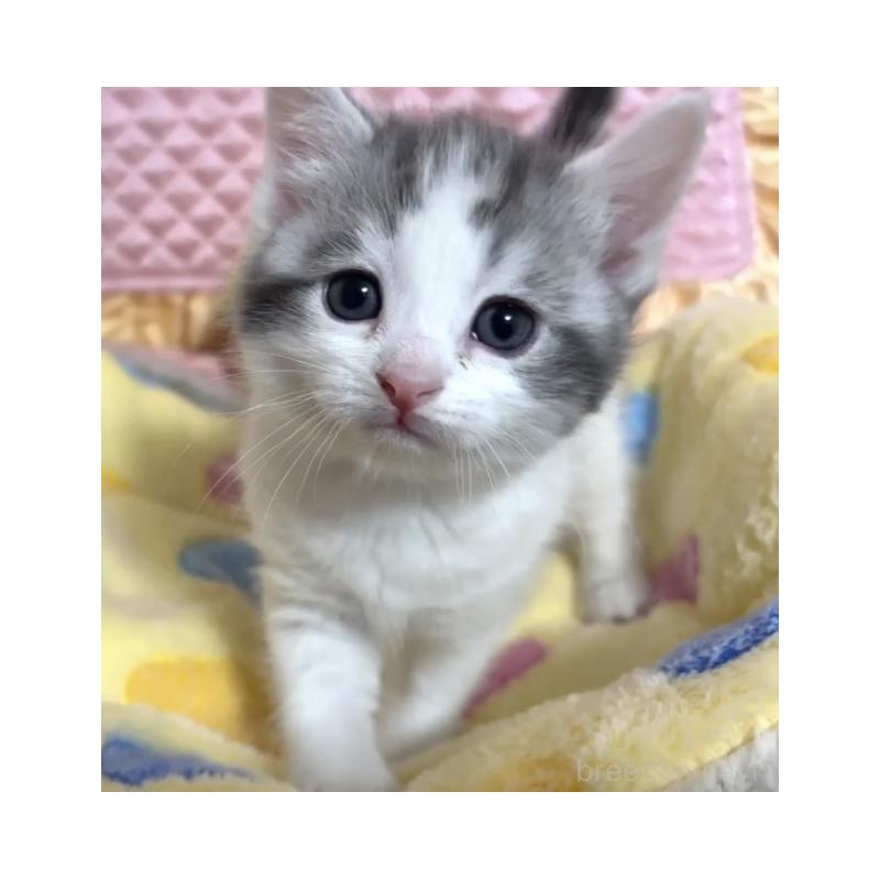 販売中の大阪府のスコティッシュストレート-135815の3枚目