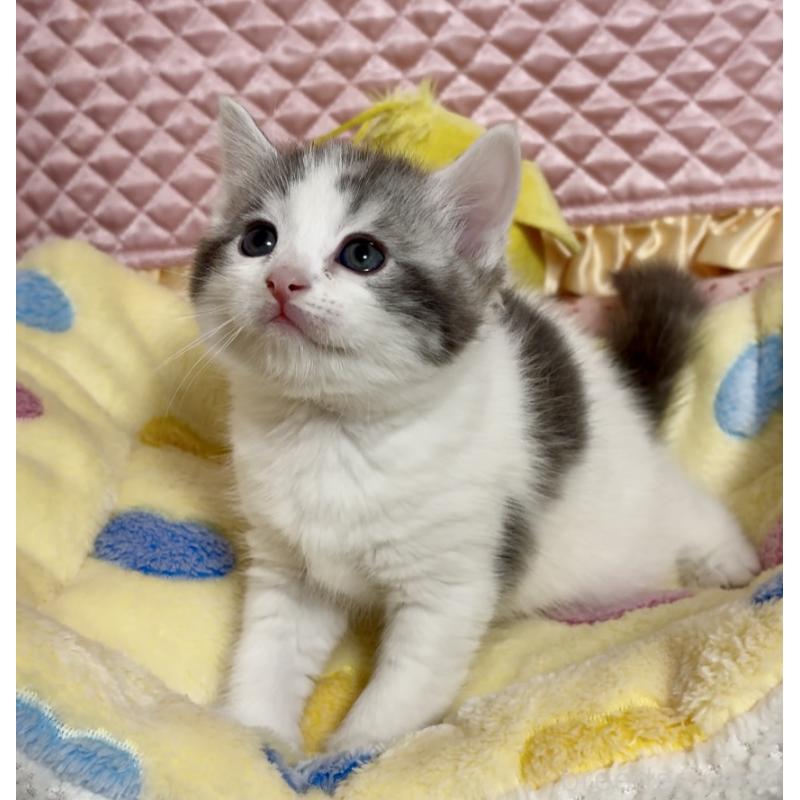 販売中の大阪府のスコティッシュストレート-135815の2枚目