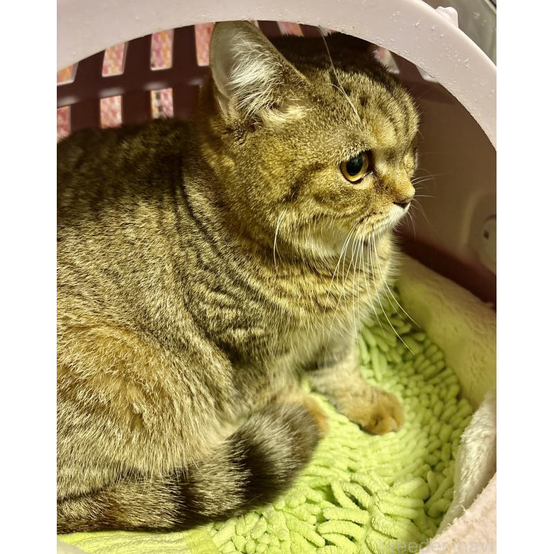 商談中の大阪府のスコティッシュフォールド-123333の4枚目