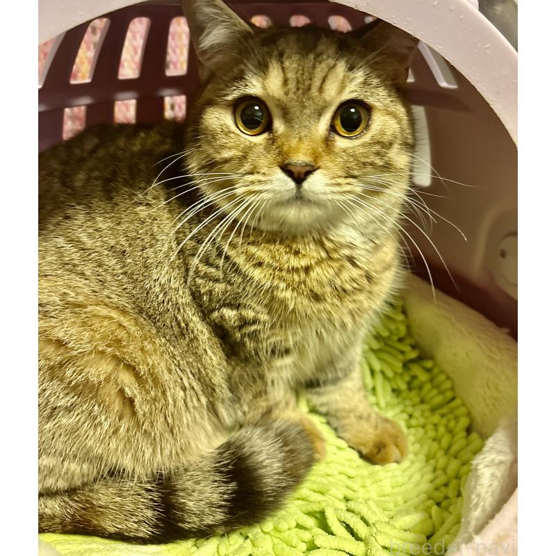 商談中の大阪府のスコティッシュフォールド-123333の3枚目