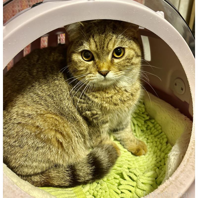 商談中の大阪府のスコティッシュフォールド-123333の2枚目