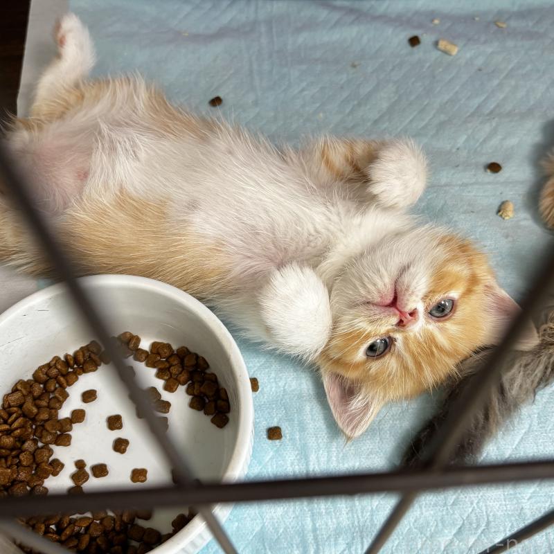 販売中の埼玉県のエキゾチックショートヘア-135171の2枚目