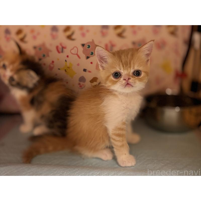 販売中の埼玉県のエキゾチックショートヘア-135172の2枚目