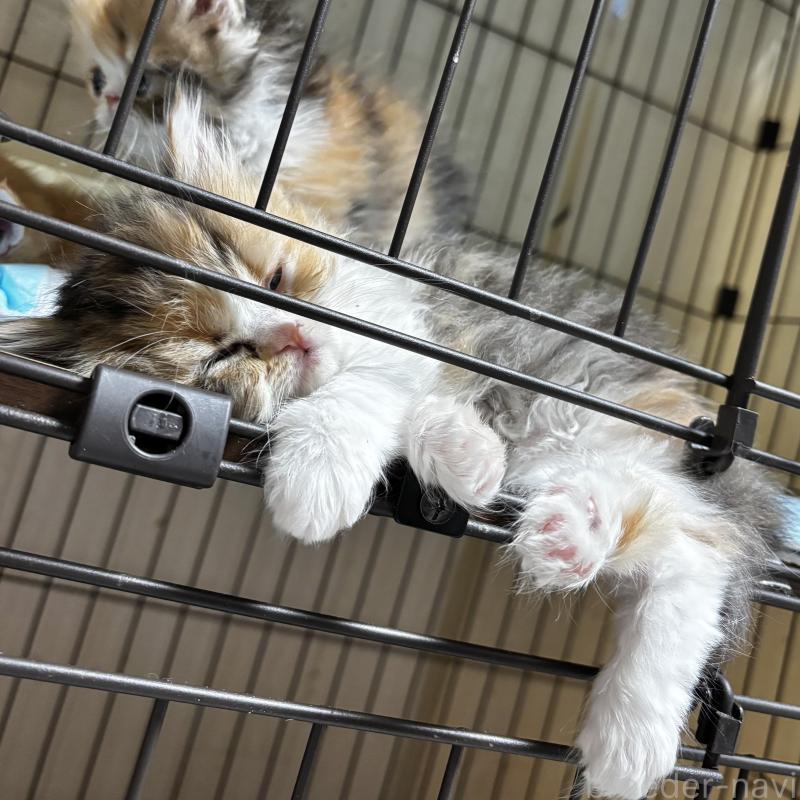 販売中の埼玉県のエキゾチックロングヘア-135173の3枚目