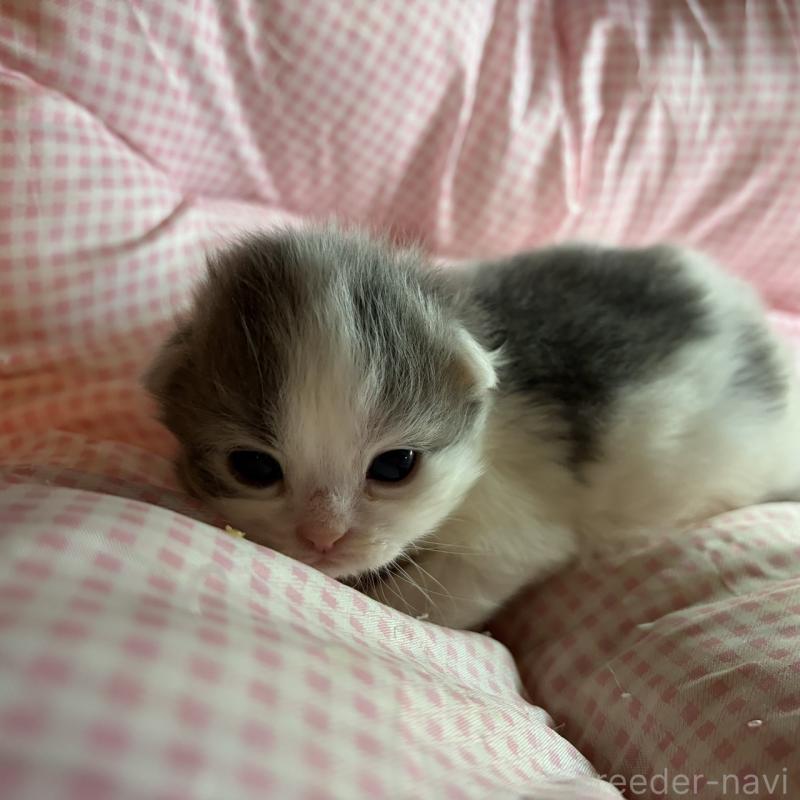 販売中の愛知県のミヌエット-137134の8枚目