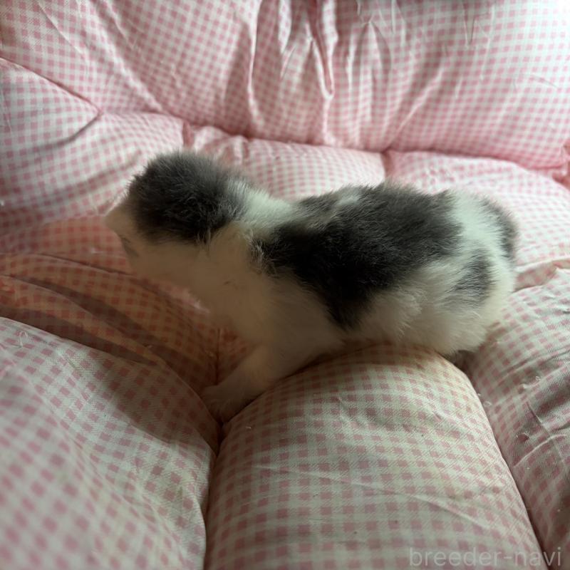 販売中の愛知県のミヌエット-137134の7枚目