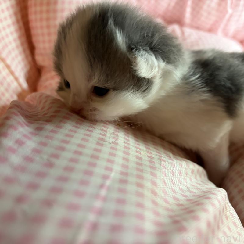 販売中の愛知県のミヌエット-137134の6枚目