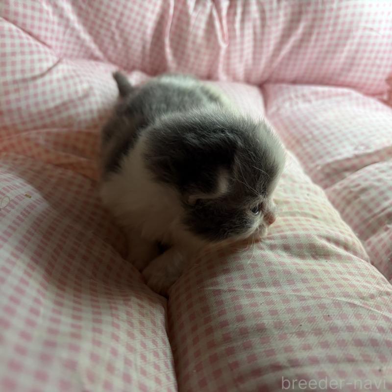 販売中の愛知県のミヌエット-137134の3枚目