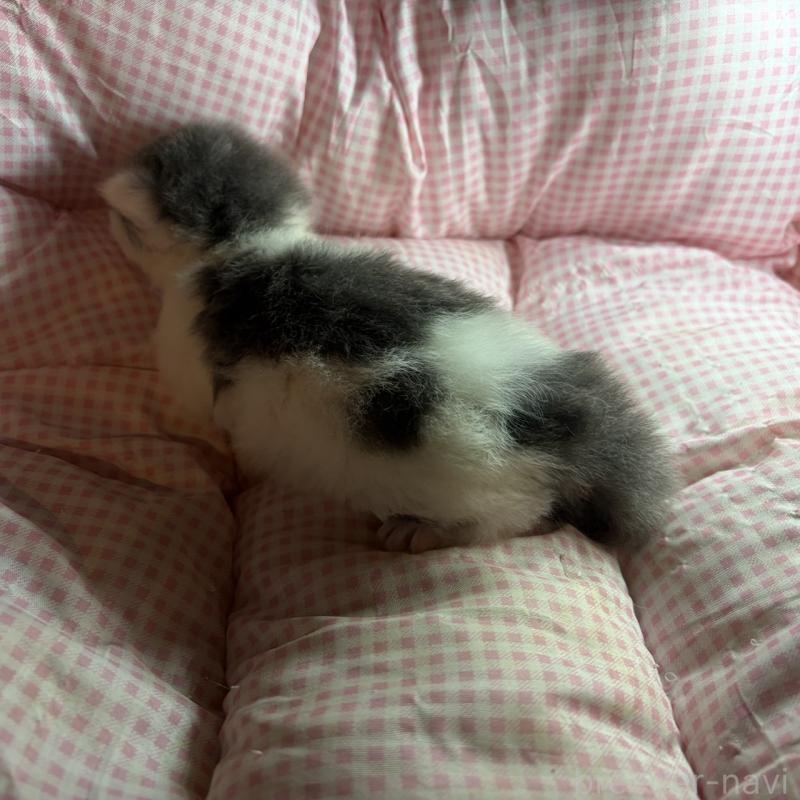 販売中の愛知県のミヌエット-137134の2枚目