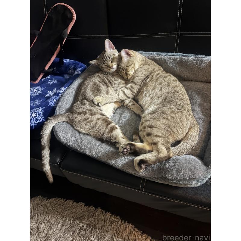 販売中の京都府のオーストラリアンミスト-132981の6枚目