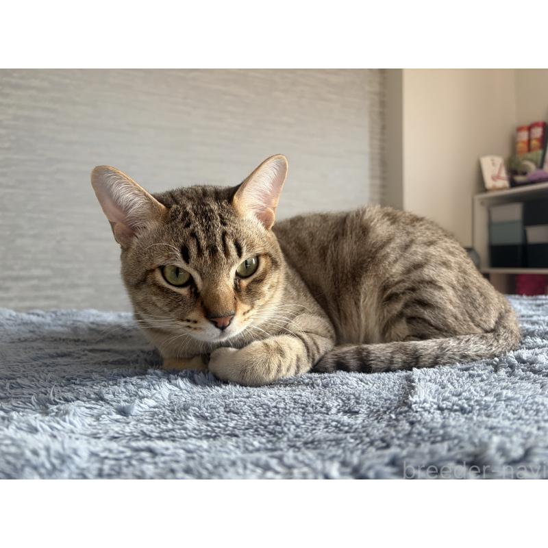 販売中の京都府のオーストラリアンミスト-132981の5枚目