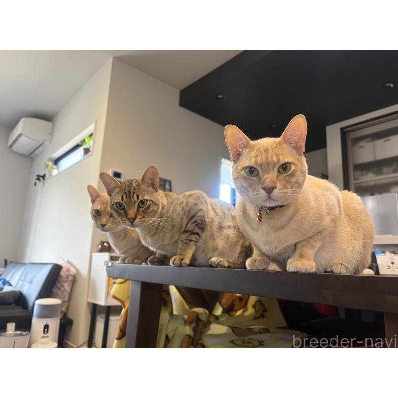 販売中の京都府のオーストラリアンミスト-132981の3枚目