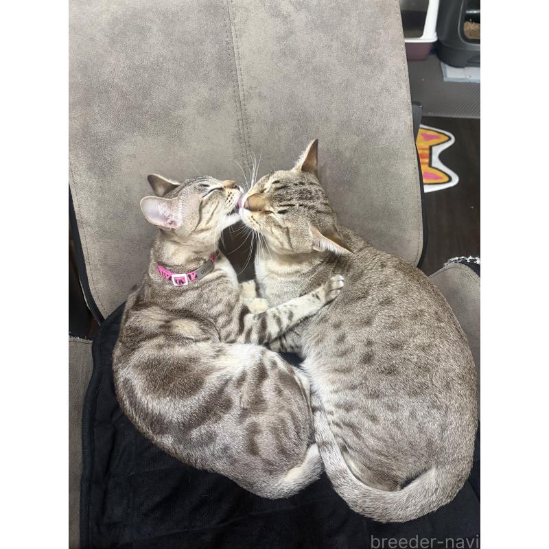 販売中の京都府のオーストラリアンミスト-132981の2枚目