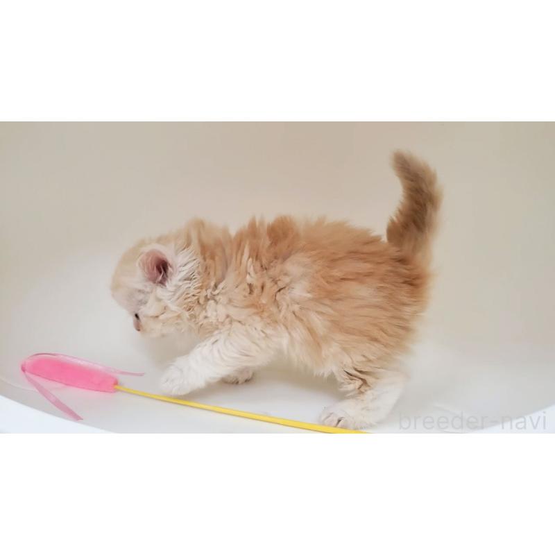 販売中の大阪府のマンチカン-137271の9枚目