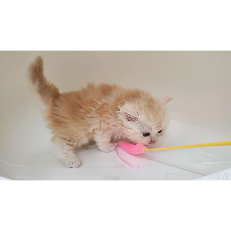 販売中の大阪府のマンチカン-137271の8枚目