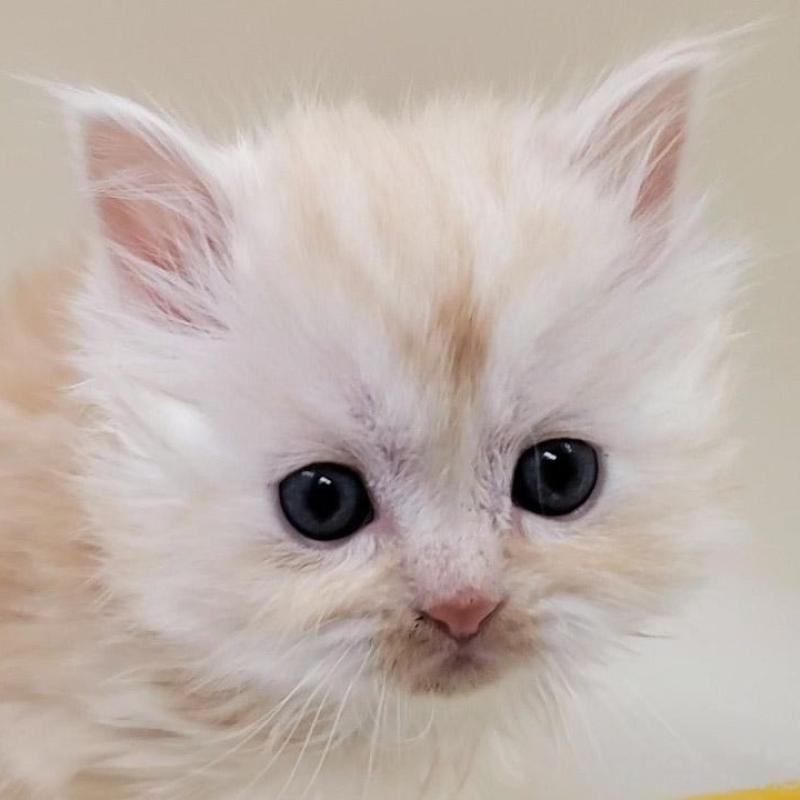 販売中の大阪府のマンチカン-137271の1枚目