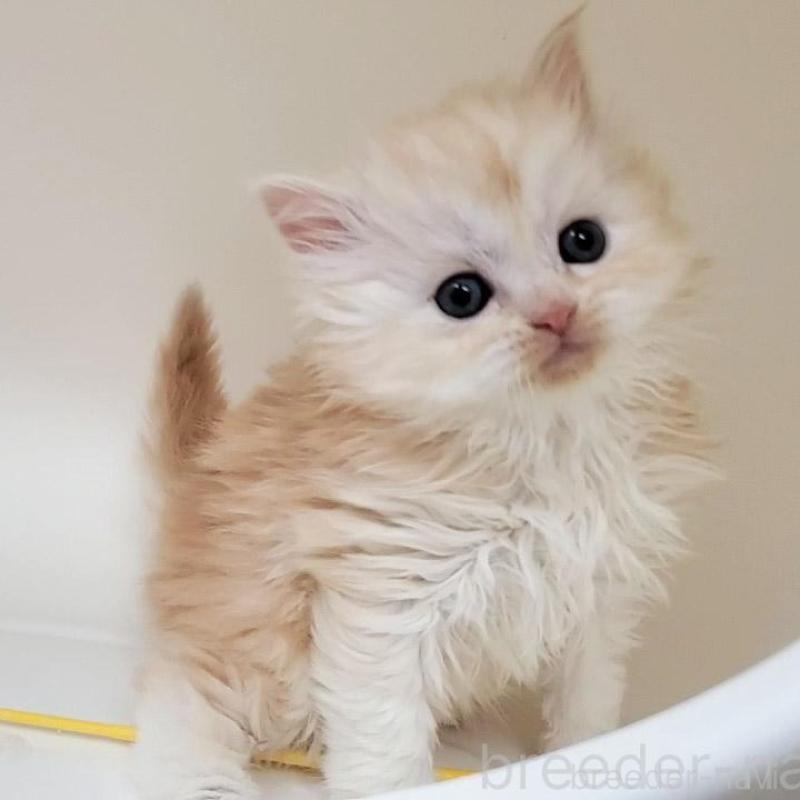 販売中の大阪府のマンチカン-137271の7枚目