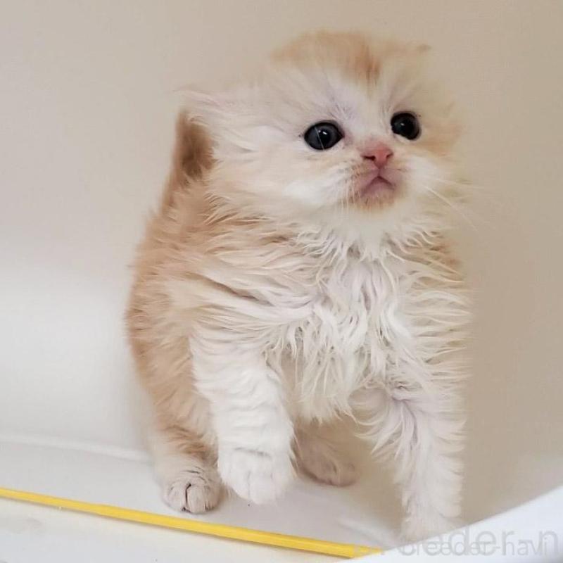 販売中の大阪府のマンチカン-137271の6枚目