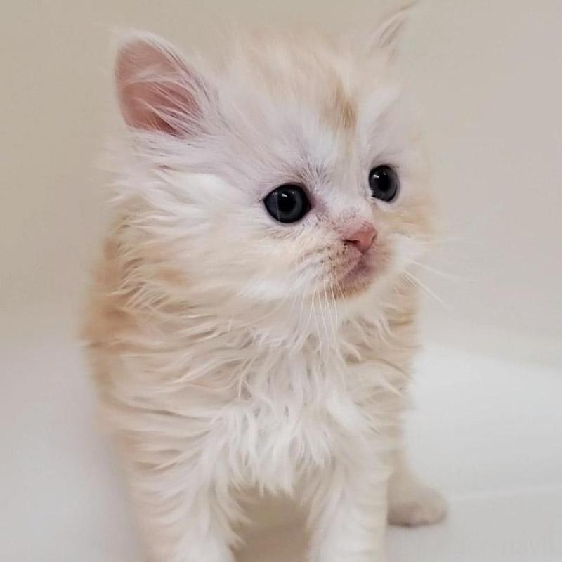 販売中の大阪府のマンチカン-137271の5枚目