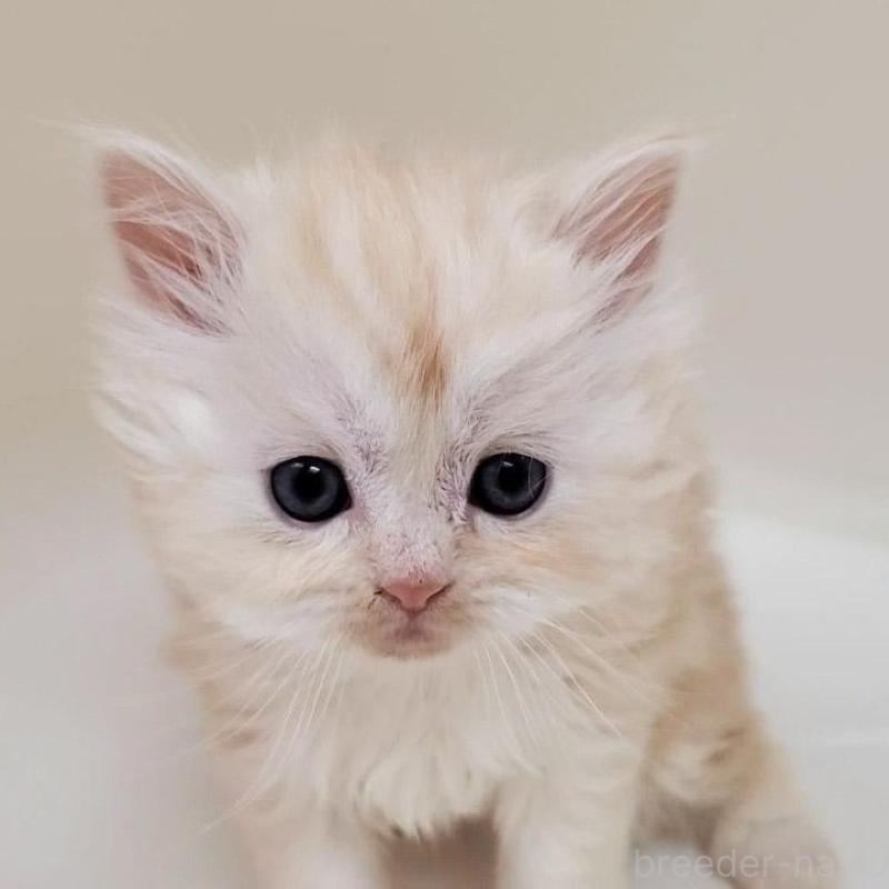 販売中の大阪府のマンチカン-137271の4枚目