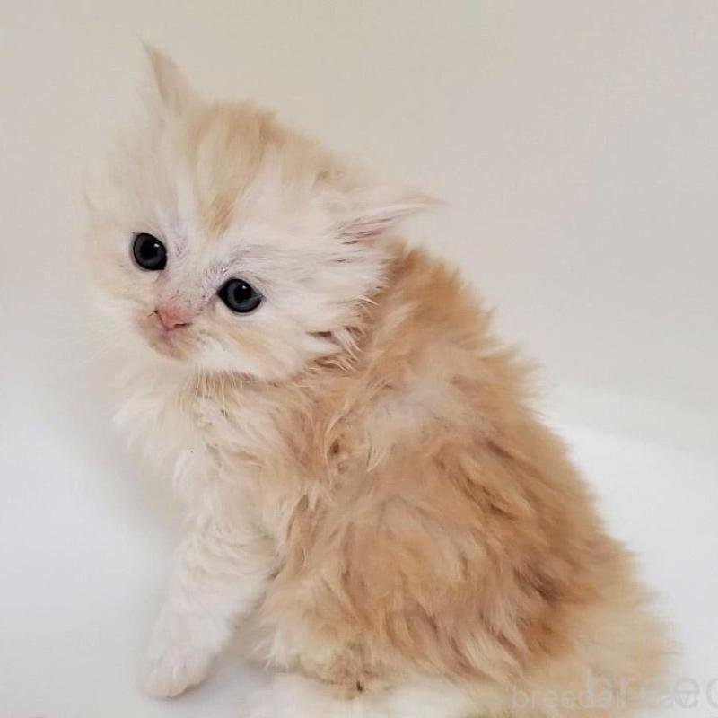 販売中の大阪府のマンチカン-137271の3枚目