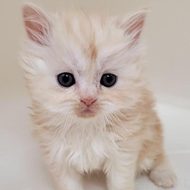 販売中の大阪府のマンチカン-137271の2枚目