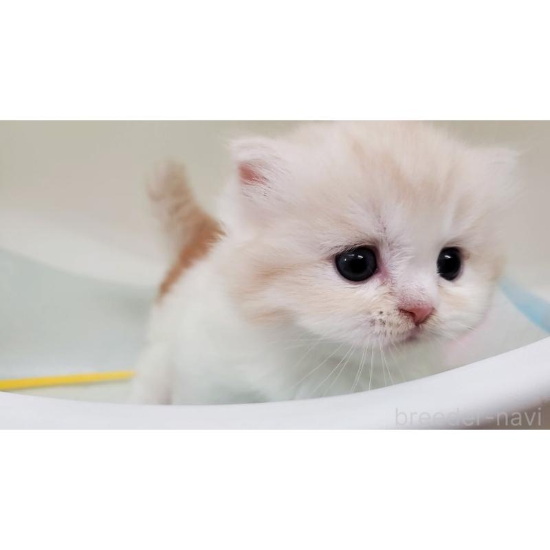 販売中の大阪府のミヌエット(短足)-137272の12枚目