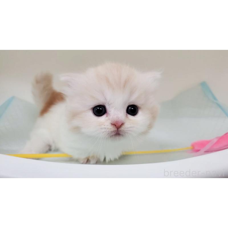 販売中の大阪府のミヌエット(短足)-137272の11枚目