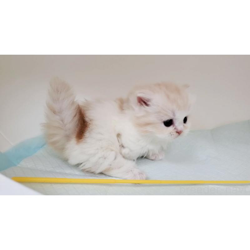 販売中の大阪府のミヌエット(短足)-137272の10枚目