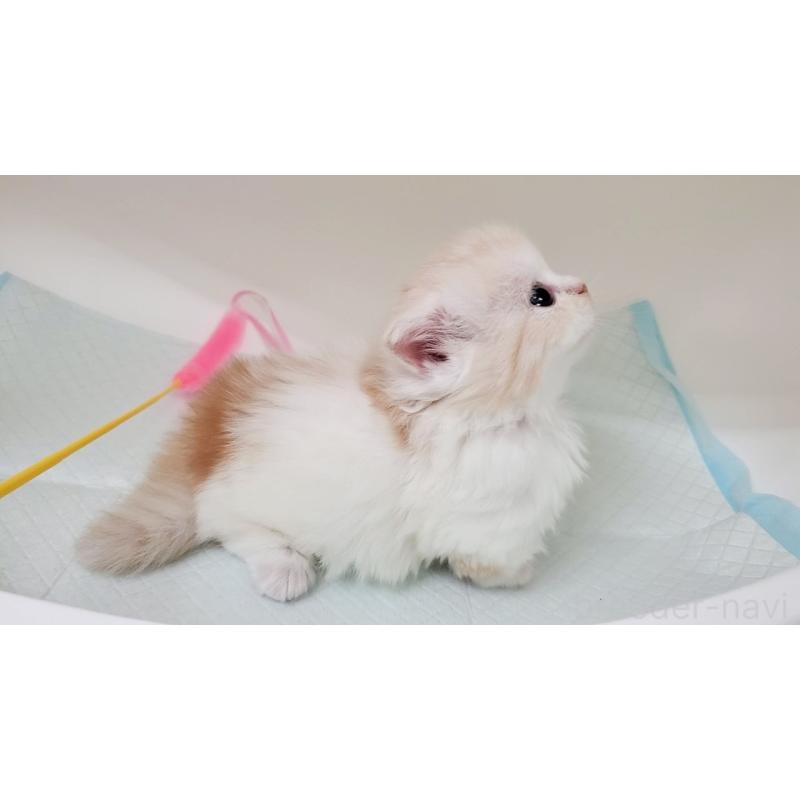 販売中の大阪府のミヌエット(短足)-137272の9枚目