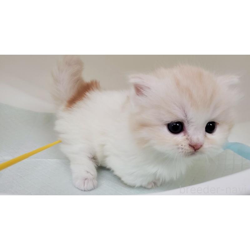 販売中の大阪府のミヌエット(短足)-137272の8枚目