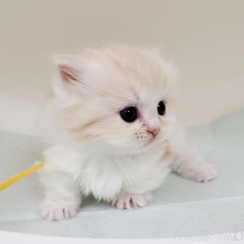 販売中の大阪府のミヌエット(短足)-137272の7枚目