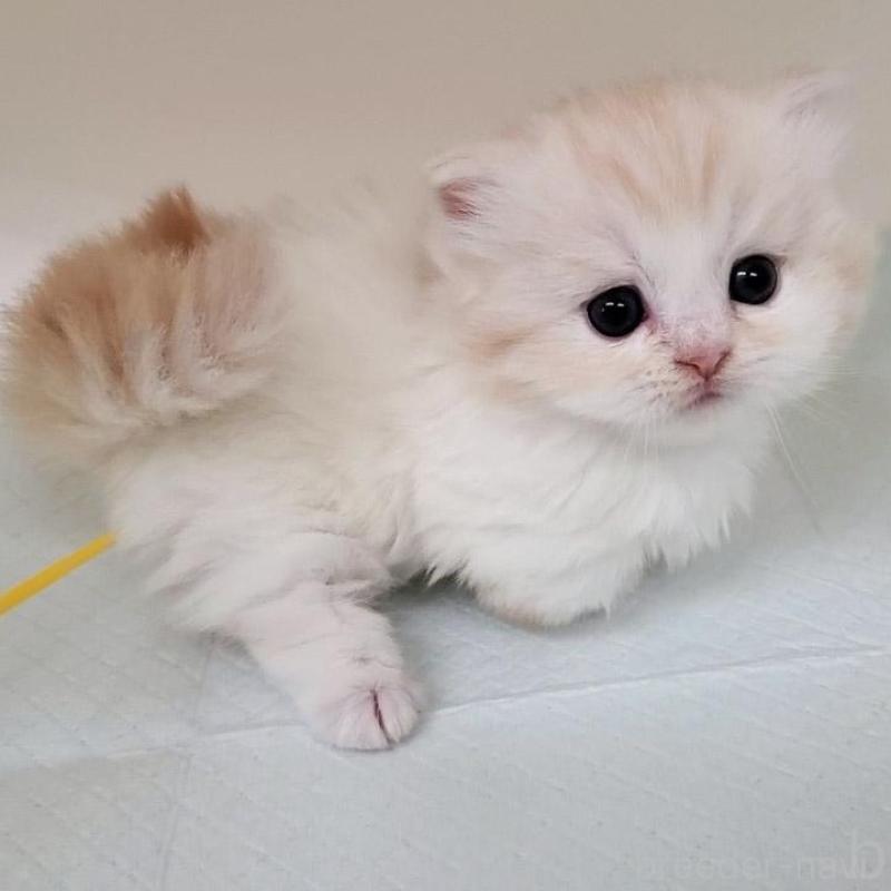 販売中の大阪府のミヌエット(短足)-137272の6枚目