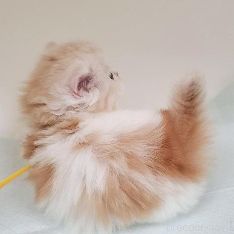 販売中の大阪府のミヌエット(短足)-137272の5枚目