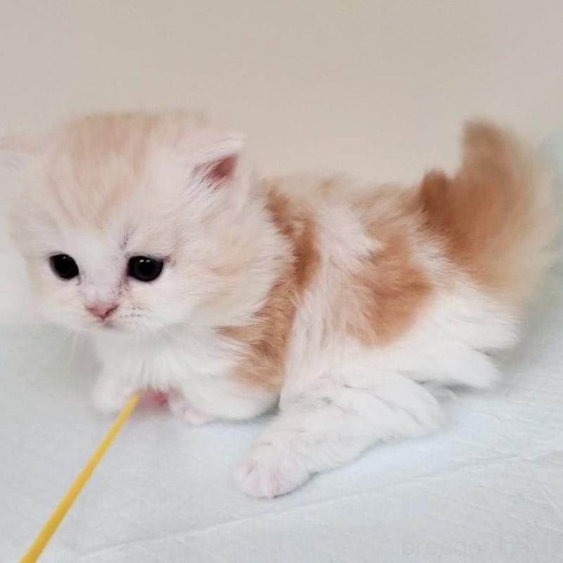 販売中の大阪府のミヌエット(短足)-137272の4枚目