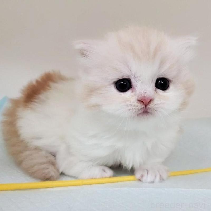 販売中の大阪府のミヌエット(短足)-137272