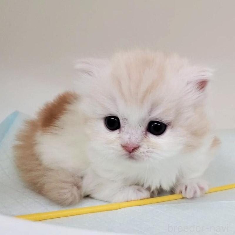 販売中の大阪府のミヌエット(短足)-137272の3枚目