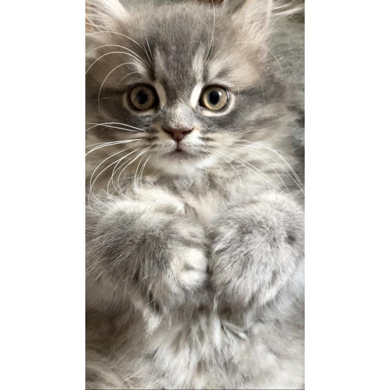 販売中ののサイベリアン-136967