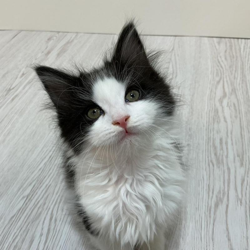 販売中の群馬県のメインクーン-137273